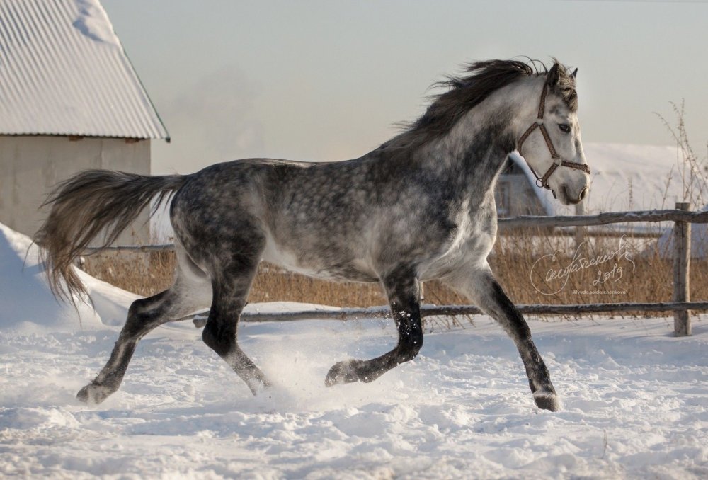 Лошадь в зимнем лесу
