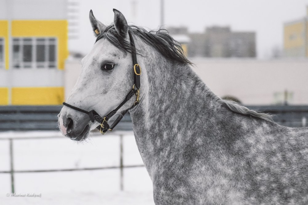 Орловский рысак в уздечке