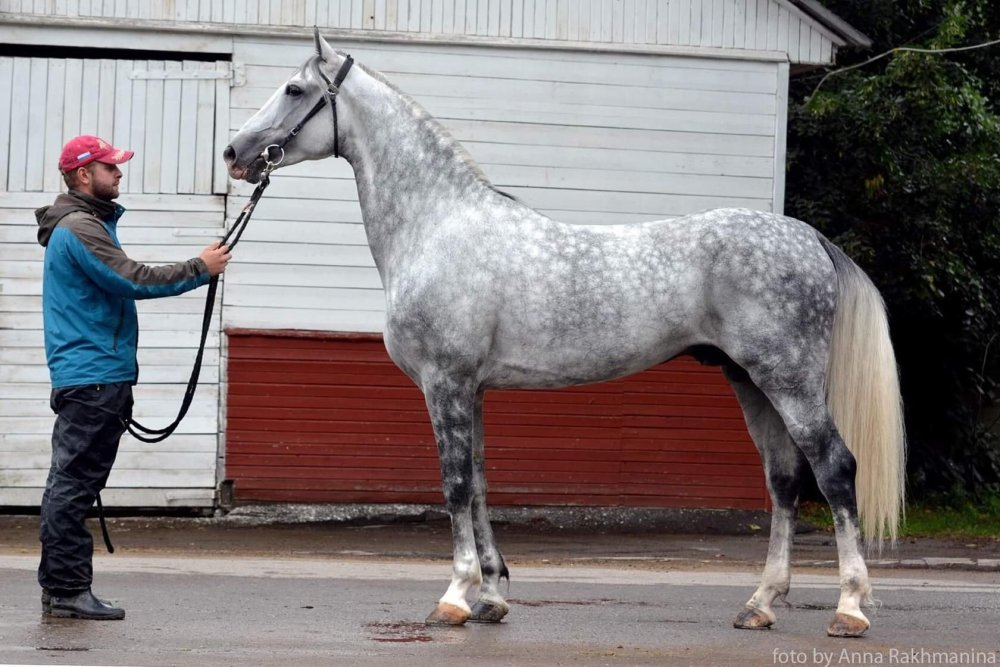Орловский рысак Махараджа