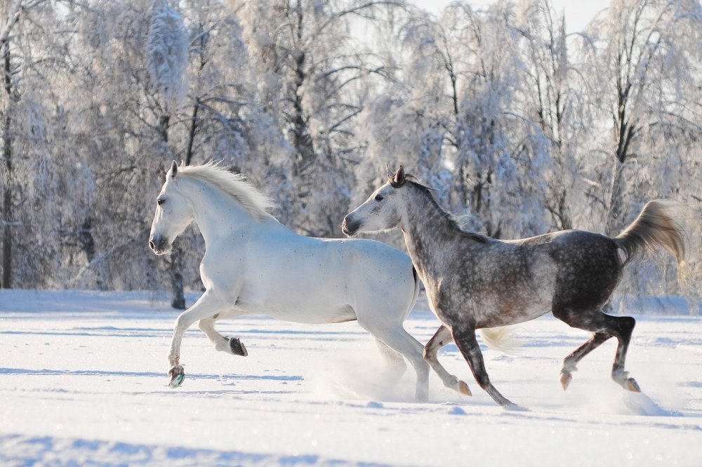 Орловские рысаки в литография