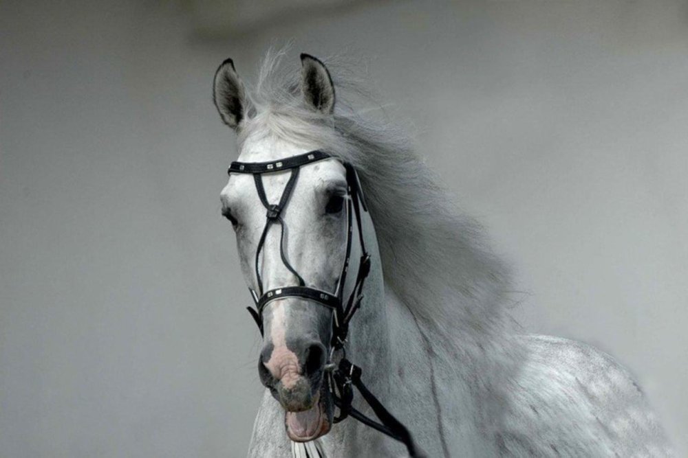 Арабская лошадь белая
