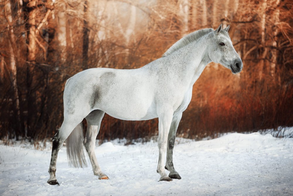 Орловский рысак на тёмном фоне