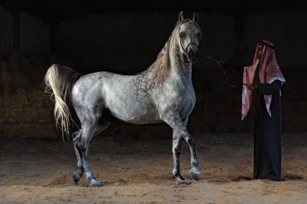 Орловский рысак белый зимой