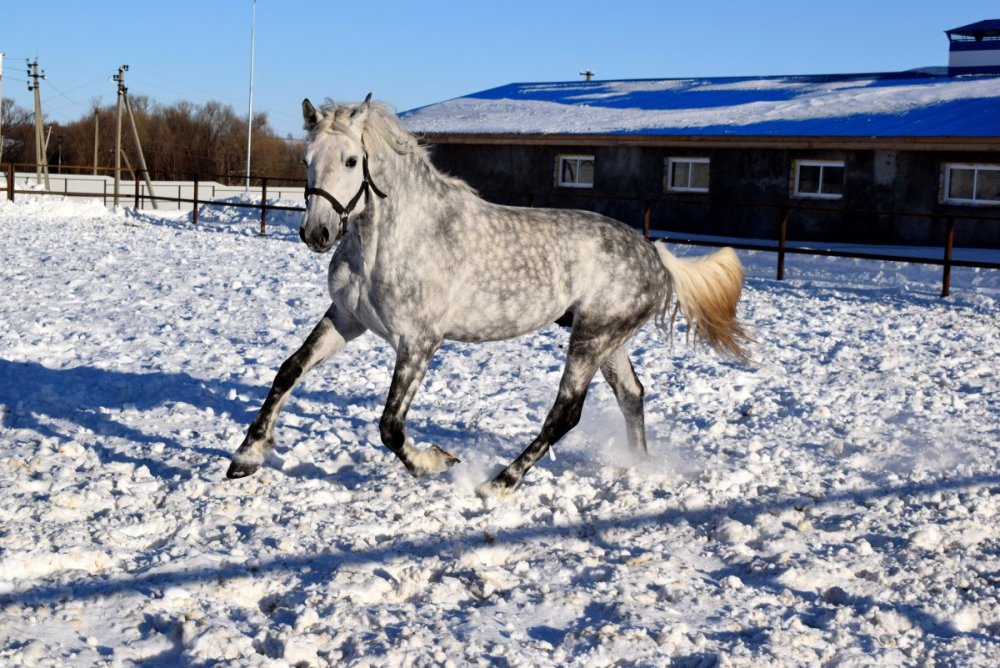Лошадь скачет галопом вид спереди