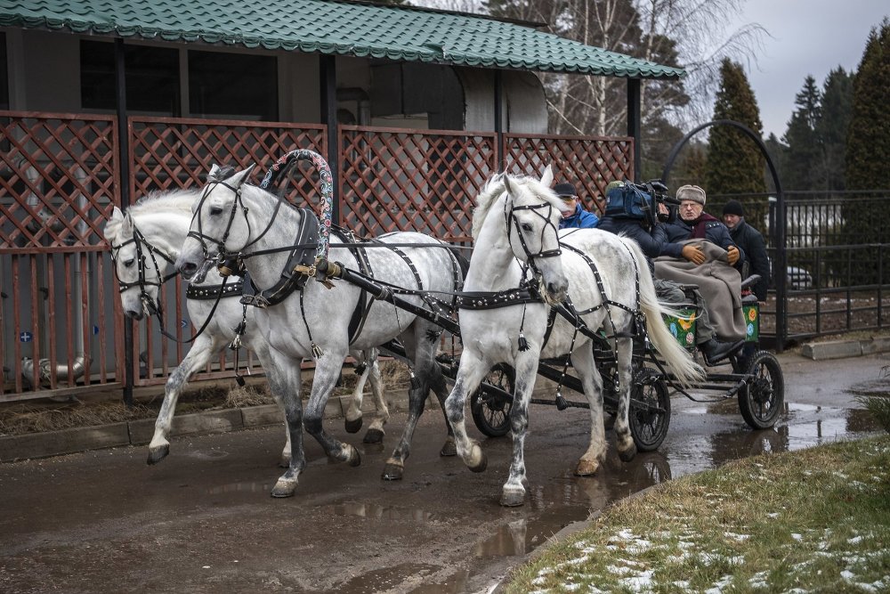 Рысаки Орловской породы