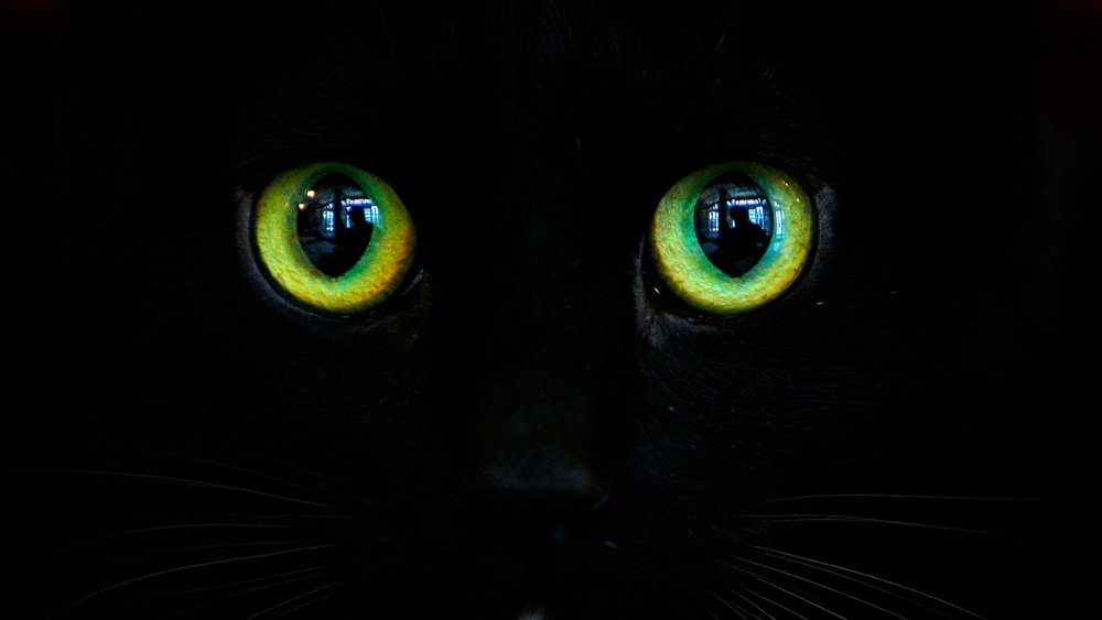 Глаза черной кошки
