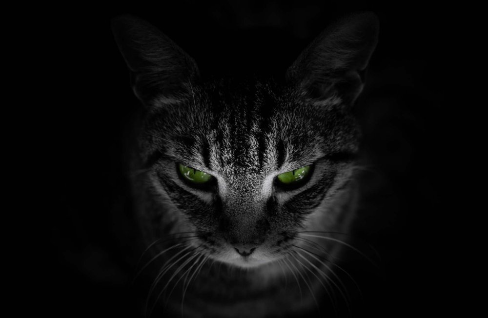 Минималистичный кот