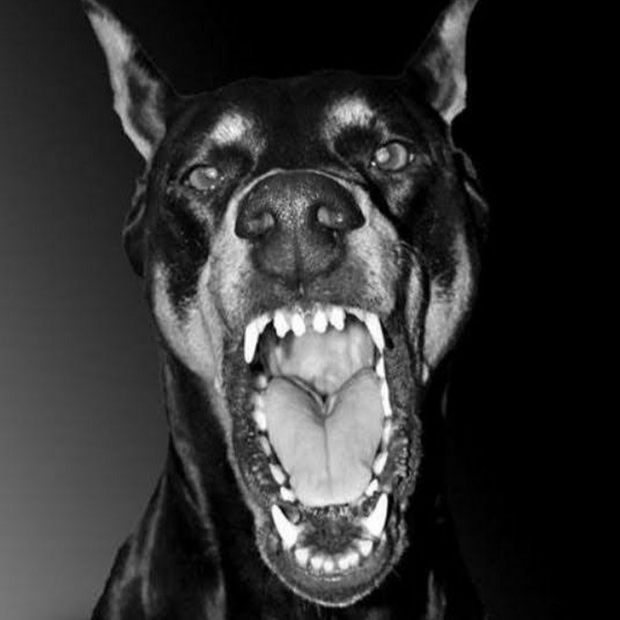 Доберман злой