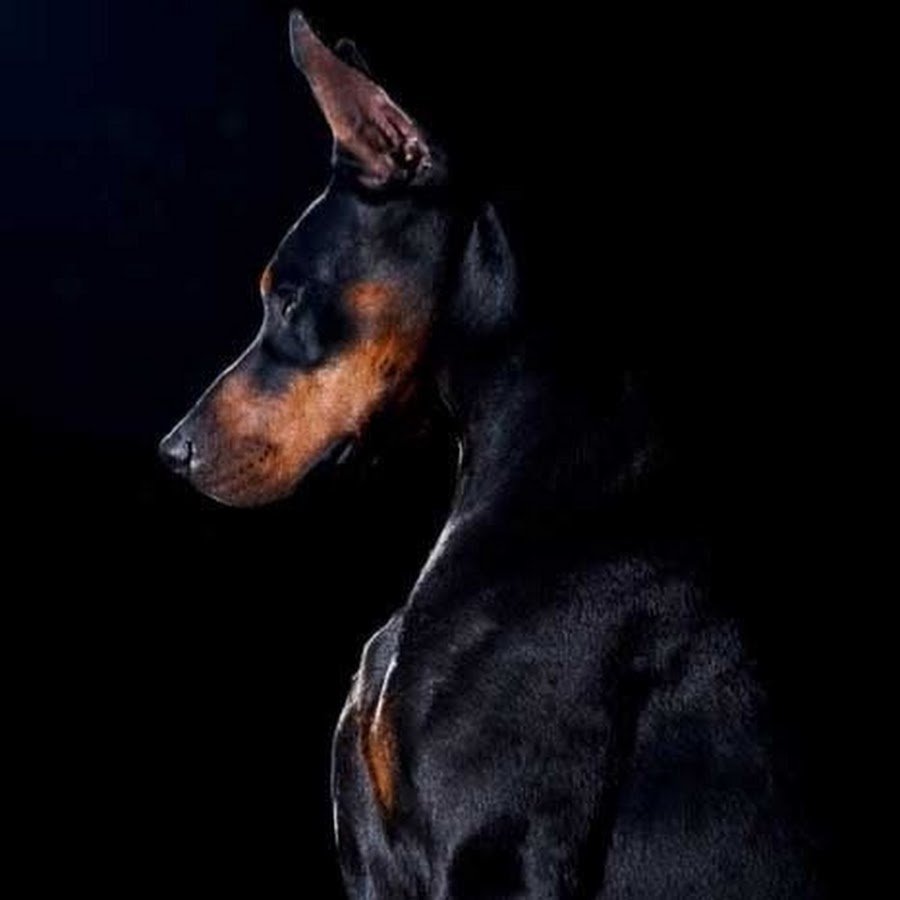 Доберман на черном фоне