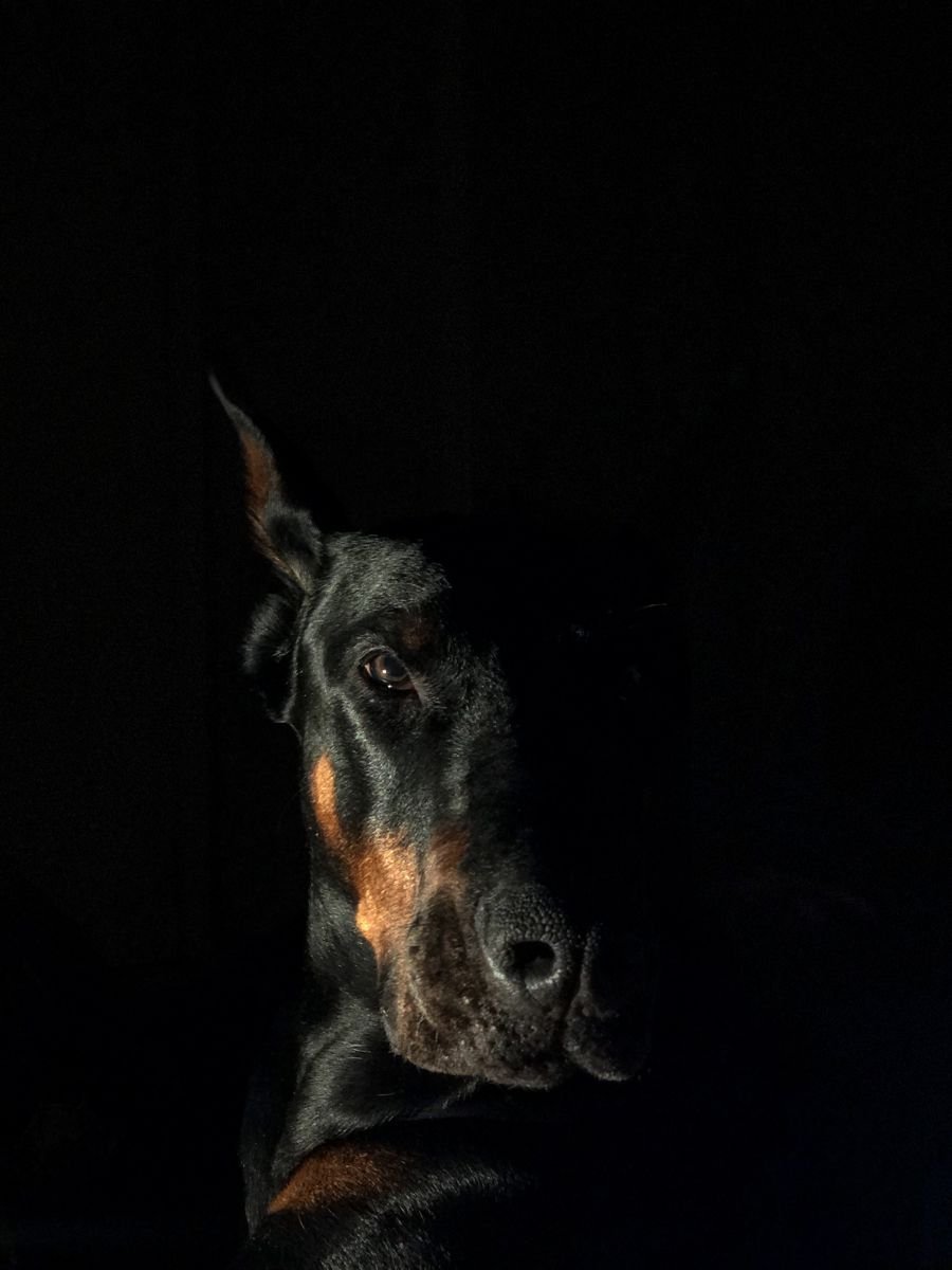 Доберман в темноте