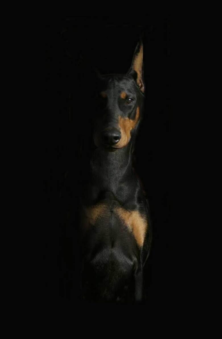 Доберман на черном фоне