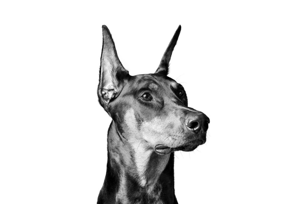 Доберман Эстетика