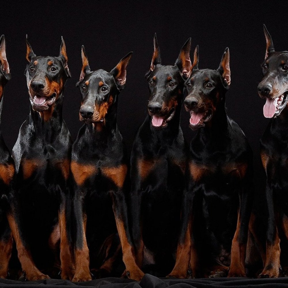 Стая доберманов
