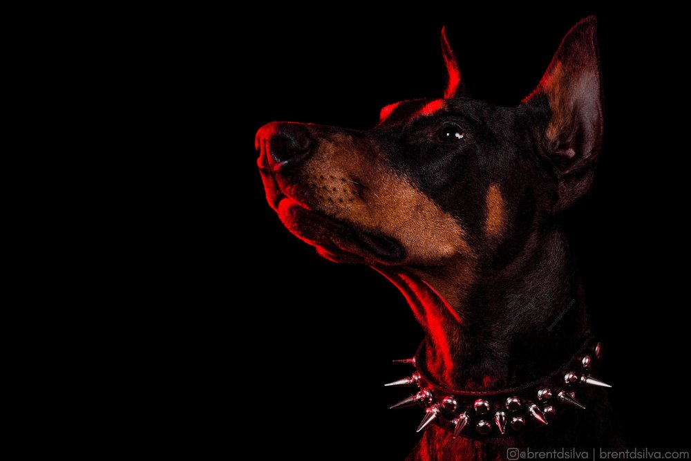 Доберман на Красном фоне