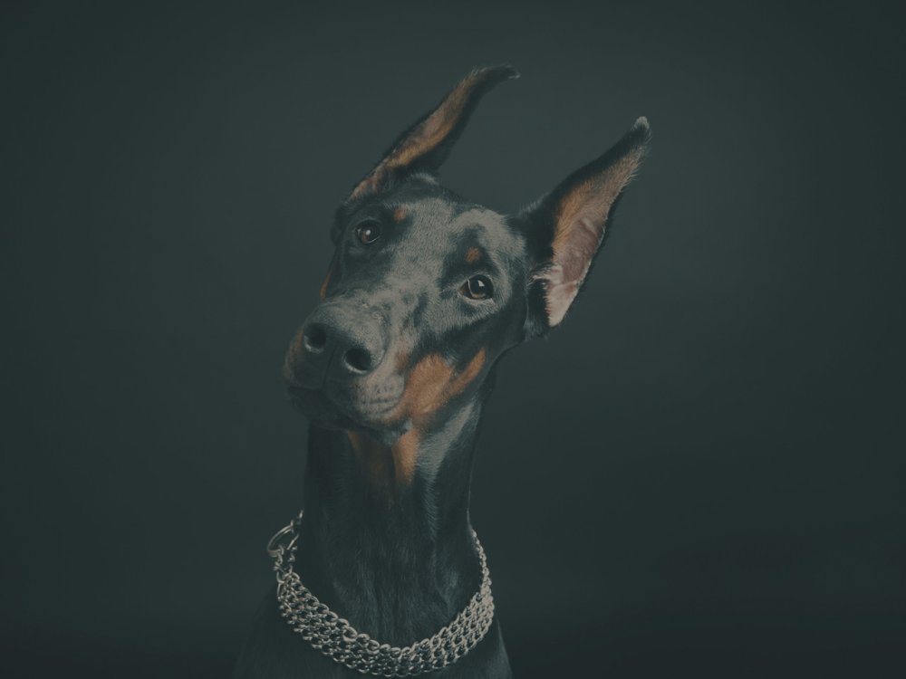 Фон для рабочего стола Доберман