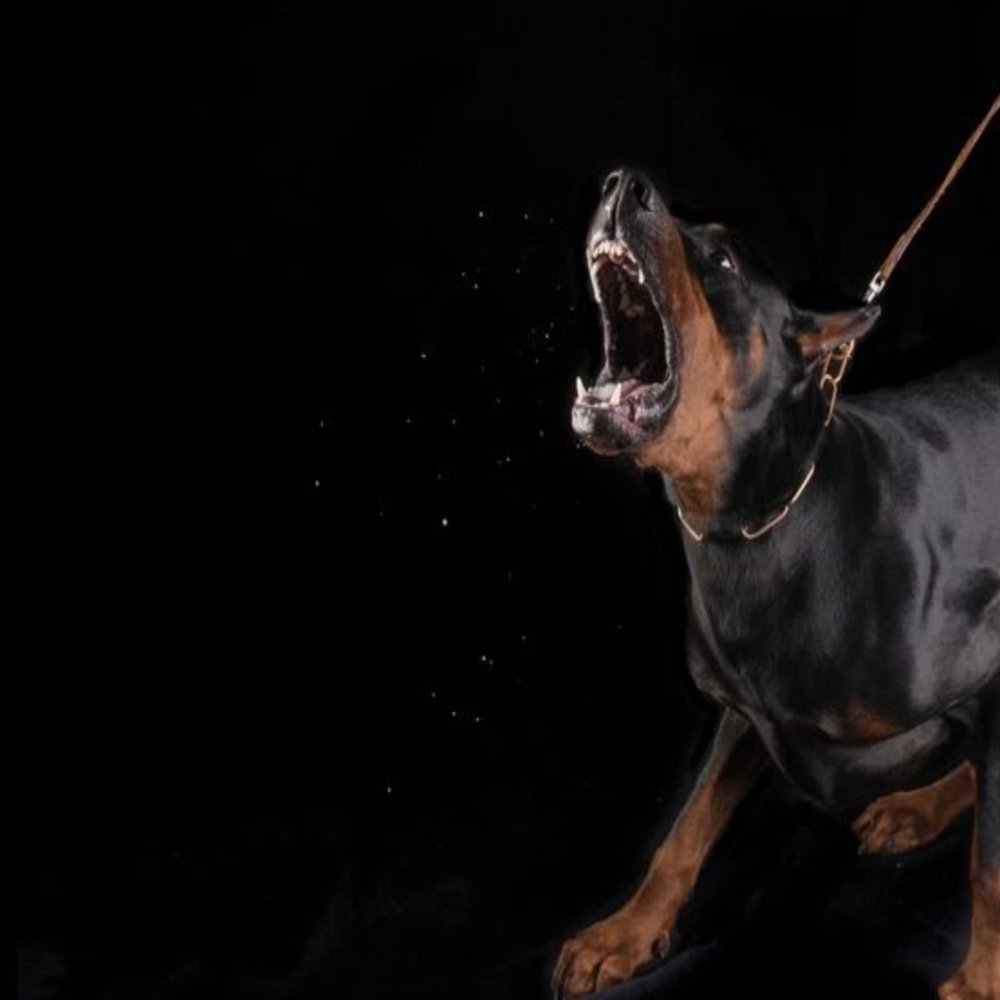 Доберман на цепи злой