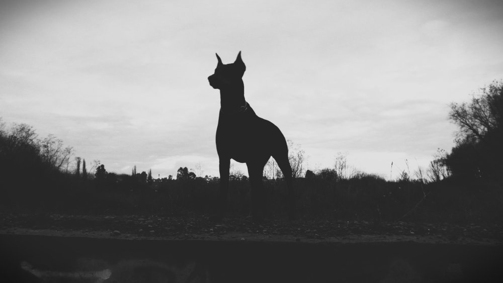 Доберман черный Эстетика