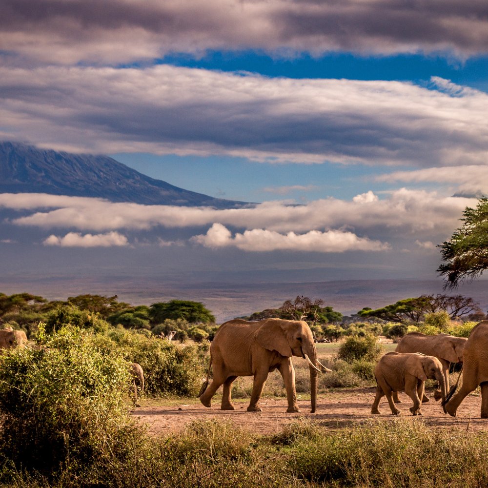 Саванны Австралии
