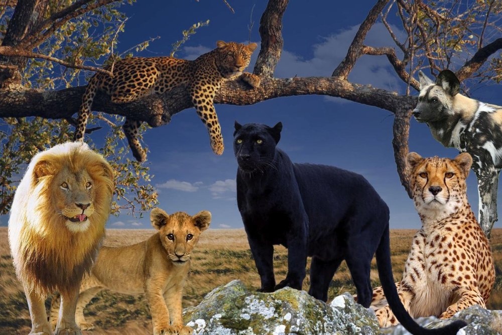 Животные сафари