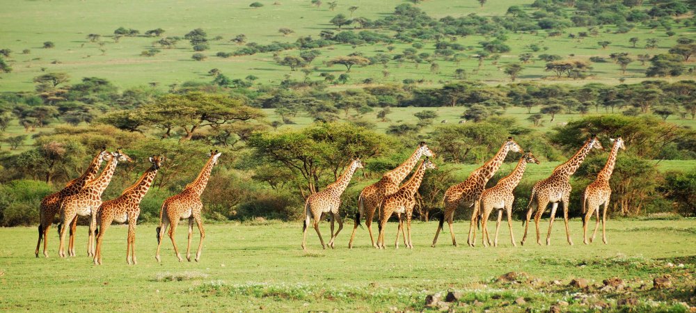 Африканская Саванна фон