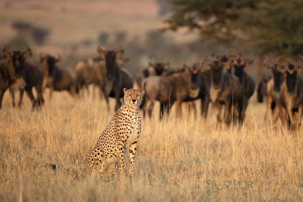 Растения Африки Саванна сафари