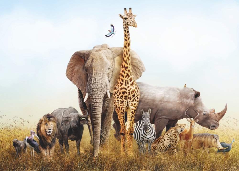 Африка пустыня Саванна джунгли