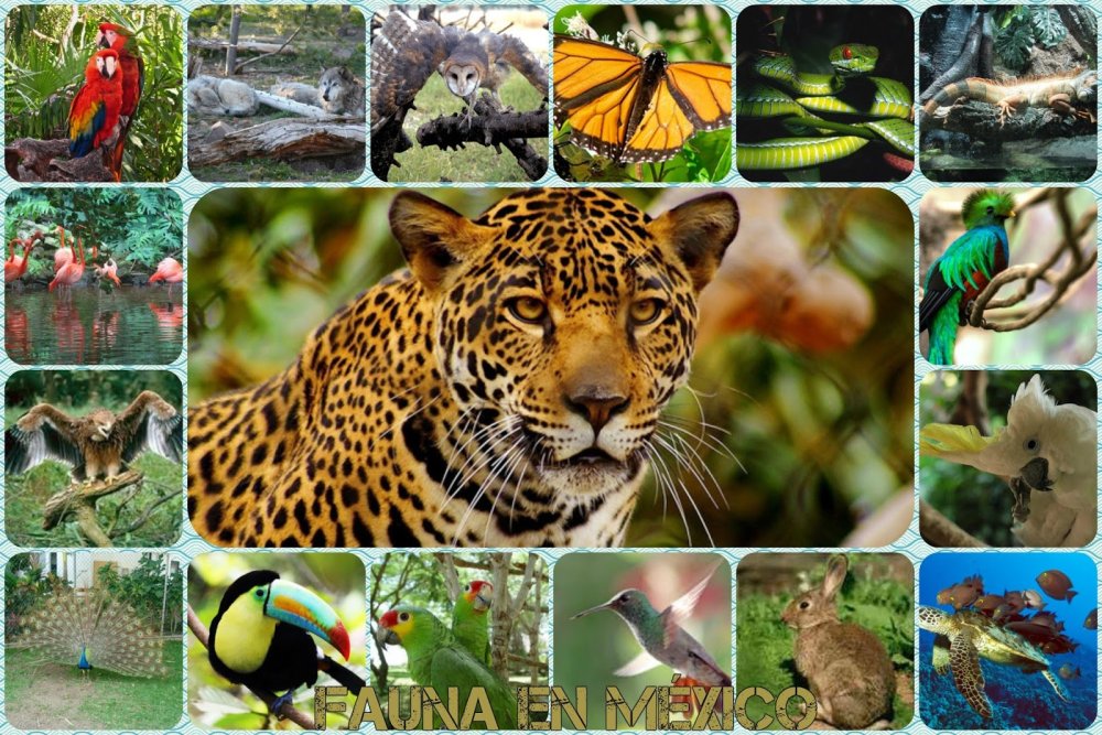 Коллаж растительный и животный мир саванны