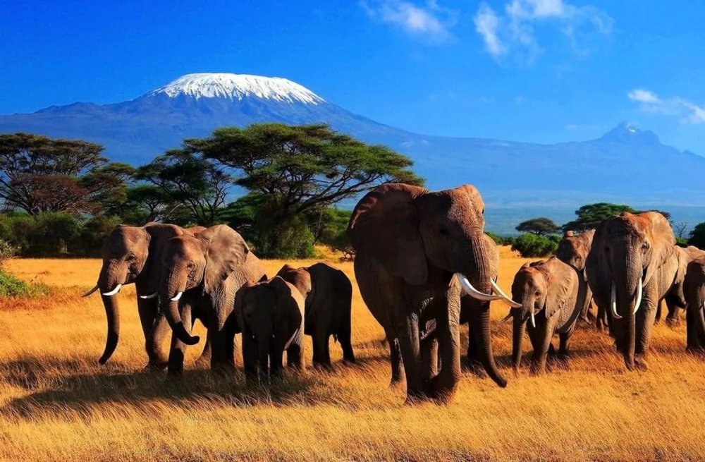 Национальный парк Амбосели