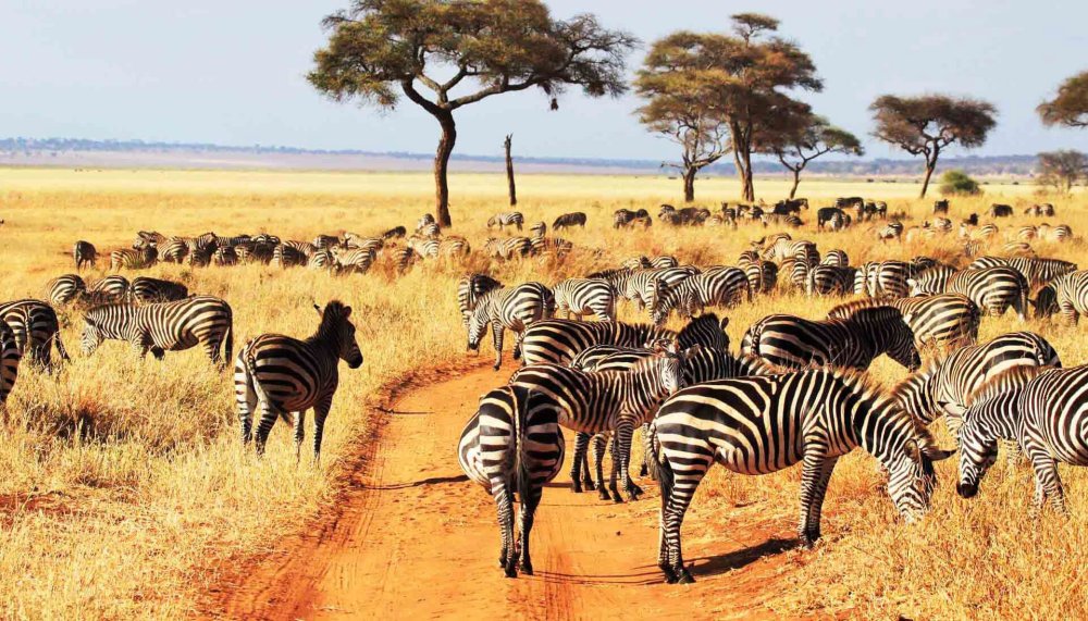 Флора и фауна