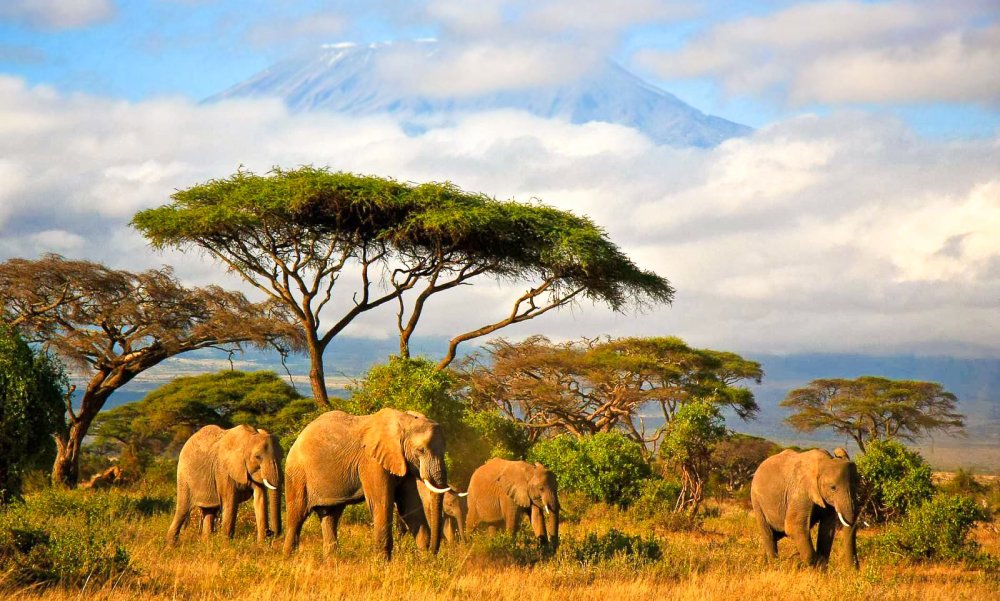 Силуэты африканских животных