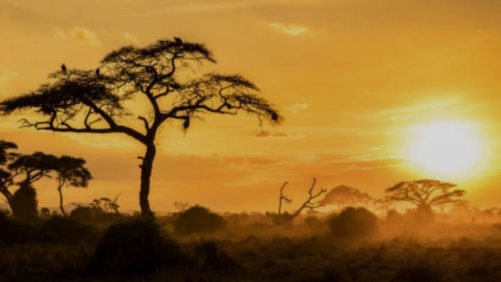 Африканский слон в саванне