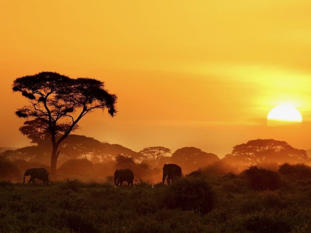 Силуэтное рисование