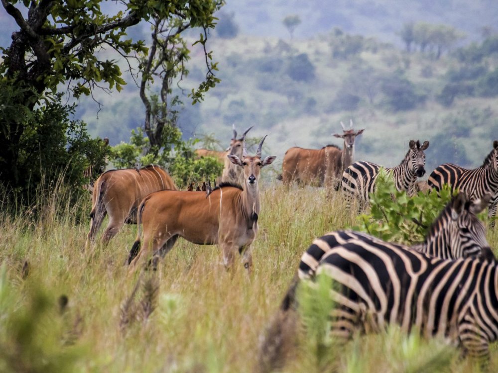 Мир животных и растений