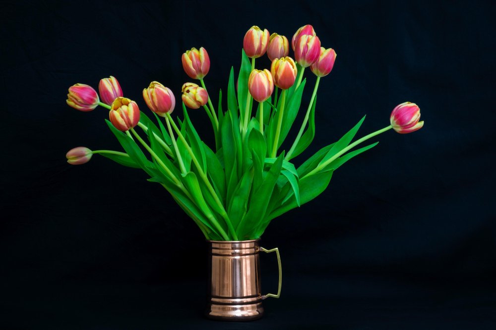 Тюльпаны на темном фоне