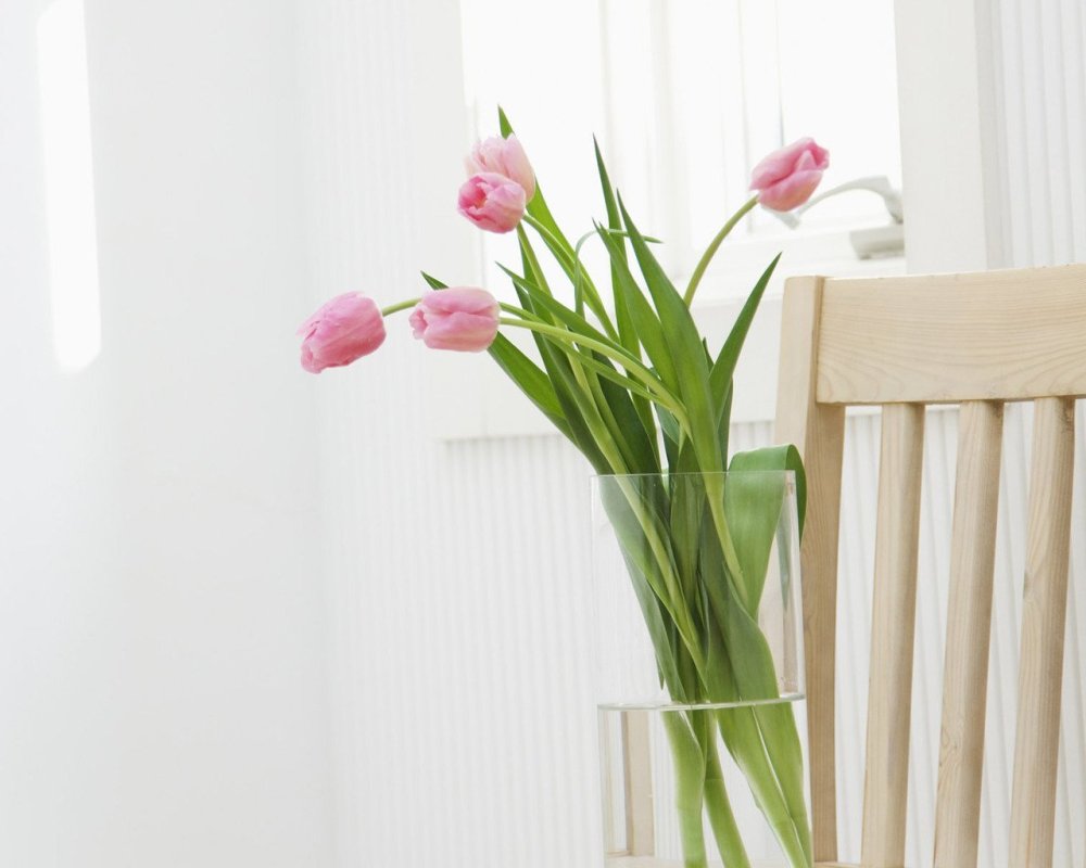 Цветы на окне