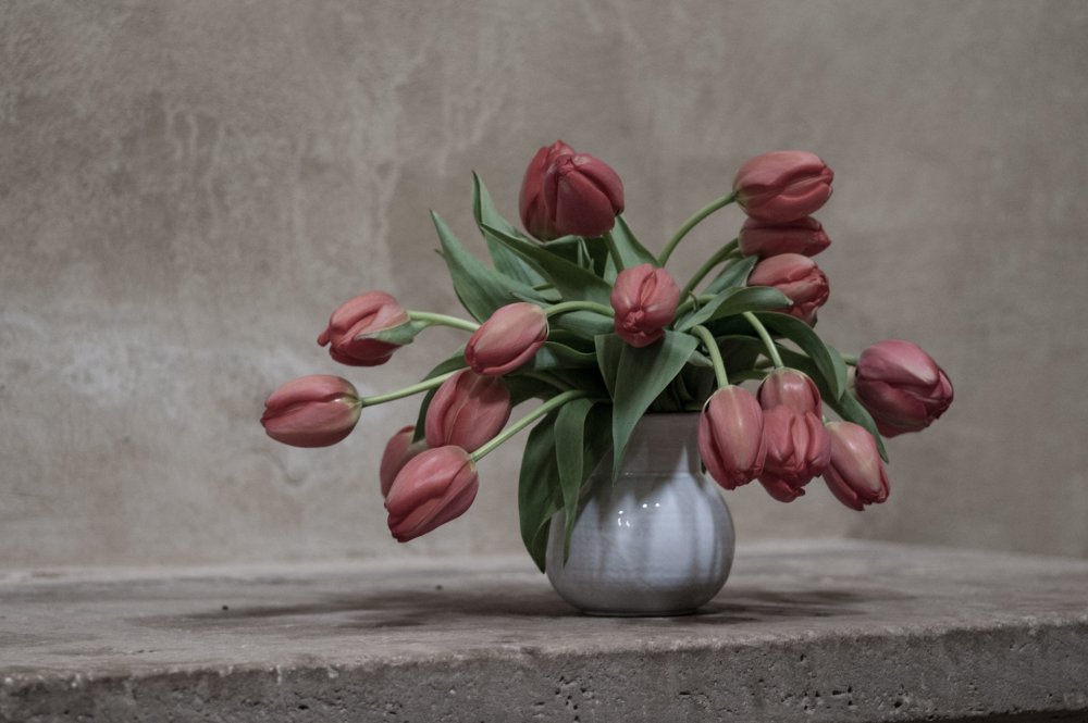 Тюльпаны на Камне