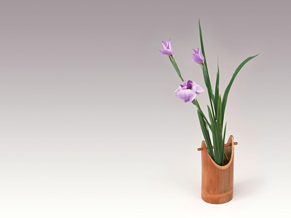 Ирис в горшке