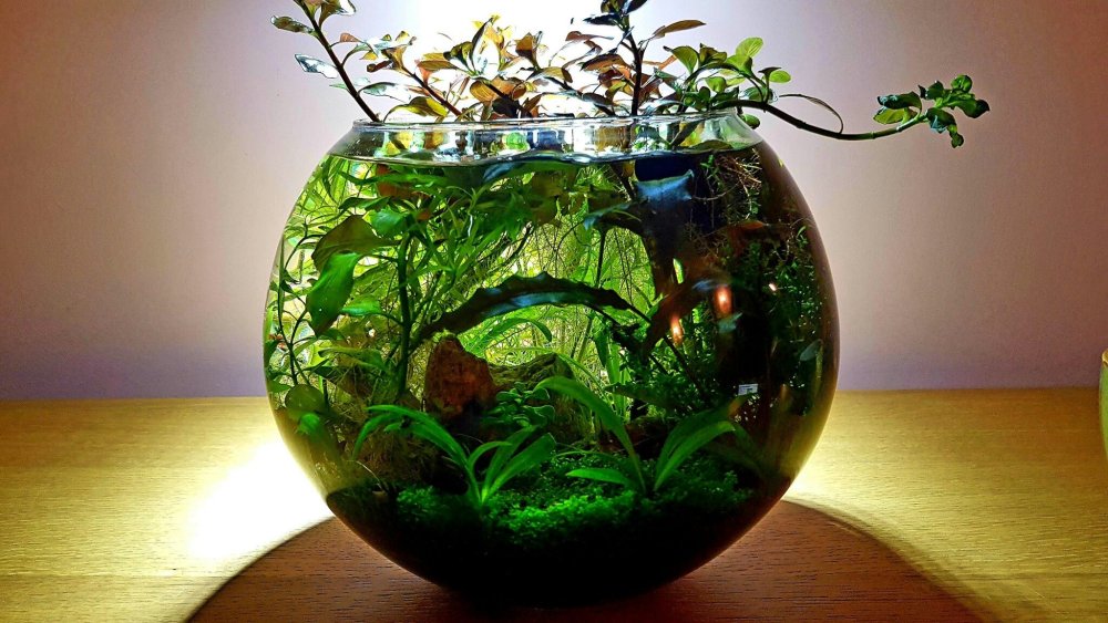 Травник в круглом аквариуме