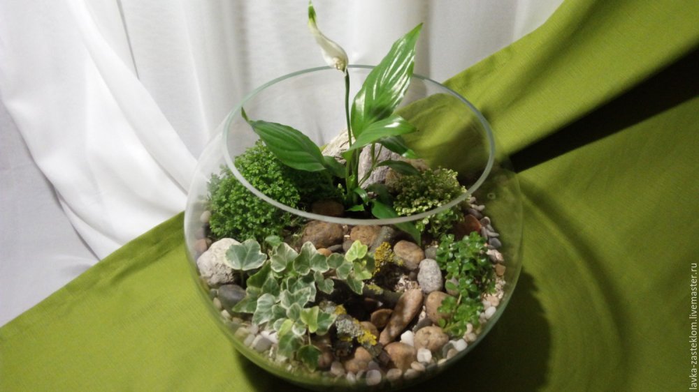 Аквариум PNG