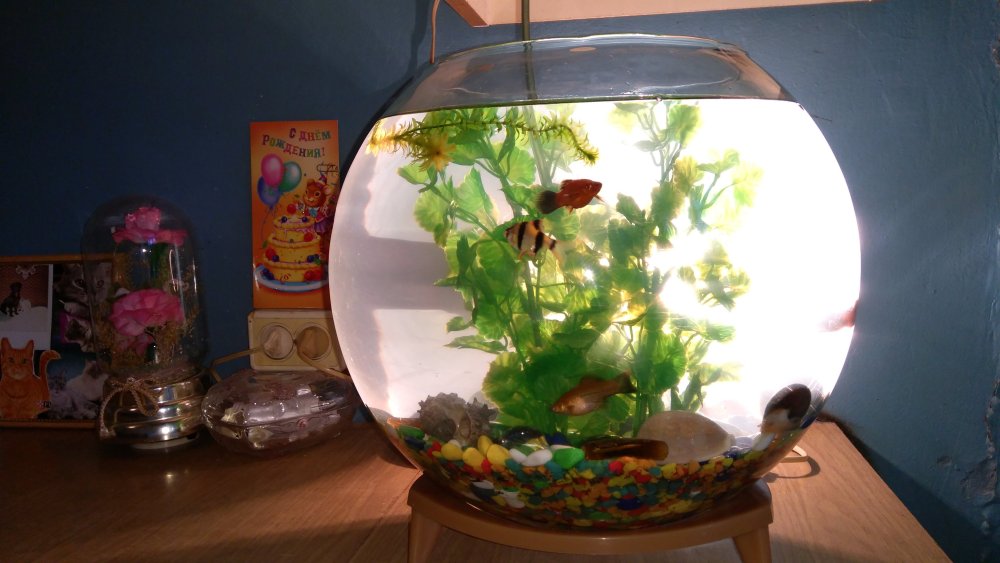 Креветки в круглом аквариуме