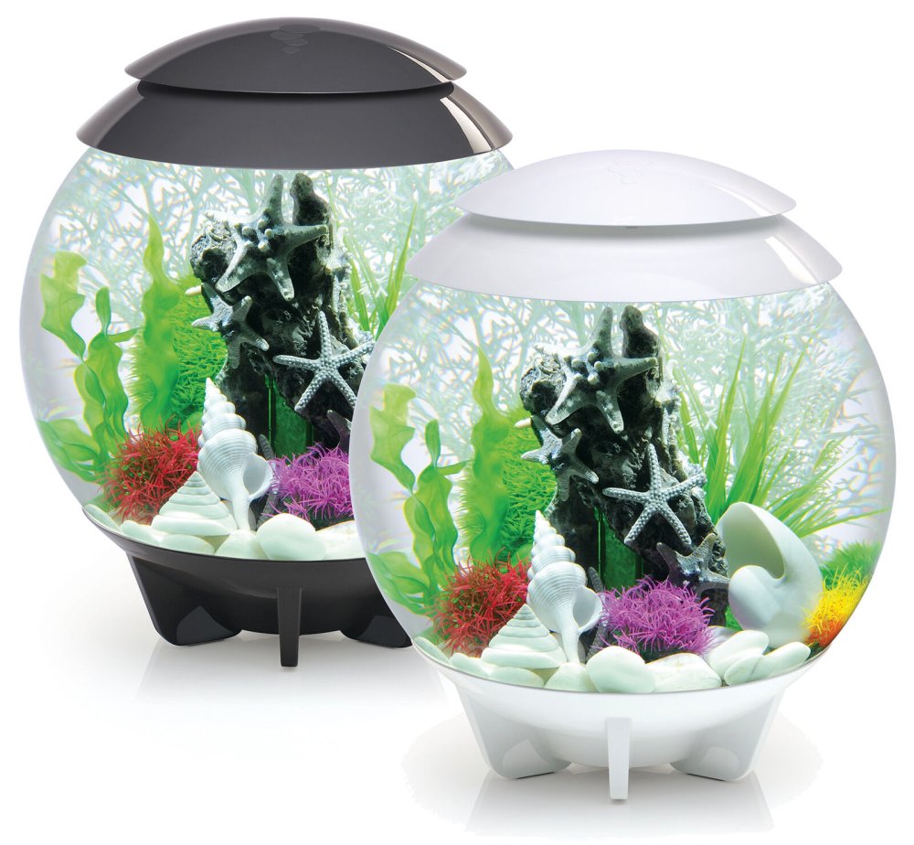 Растения в стекле террариум