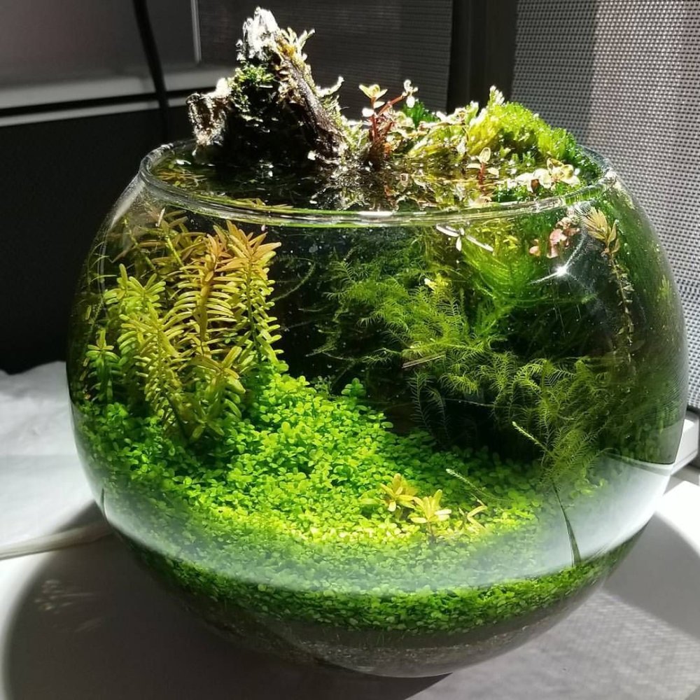 Круглый аквариум для цветов