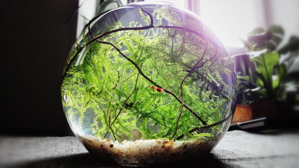 Вивариум флорариум