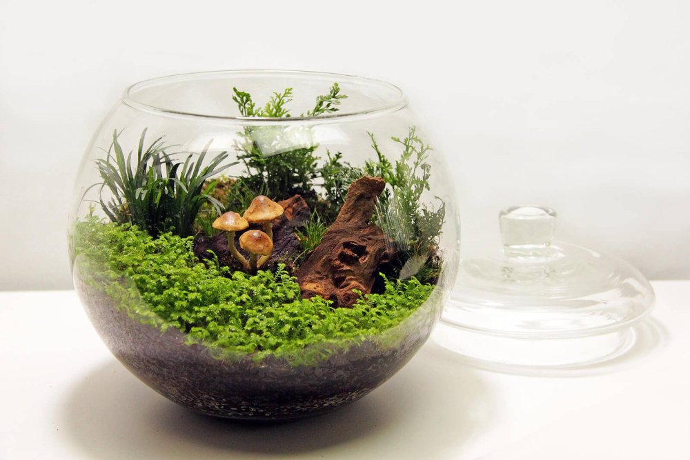 Растение в вазе