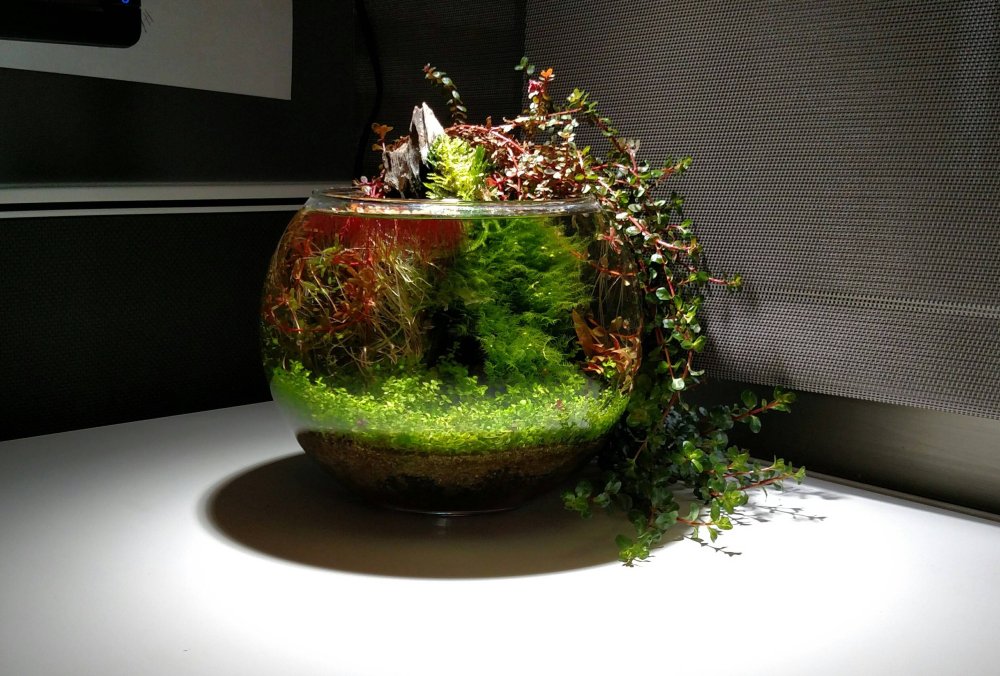 Рыбки в круглом аквариуме для детей