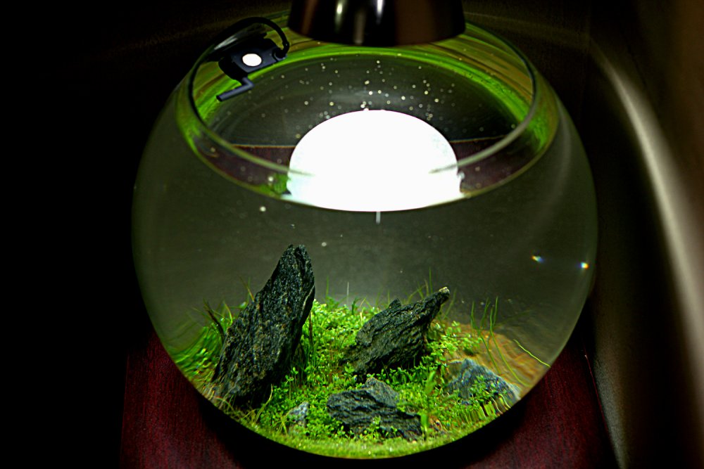 Стеклянный аквариум круглый