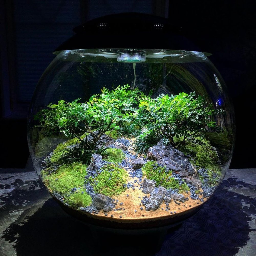 Флорариум мини сад