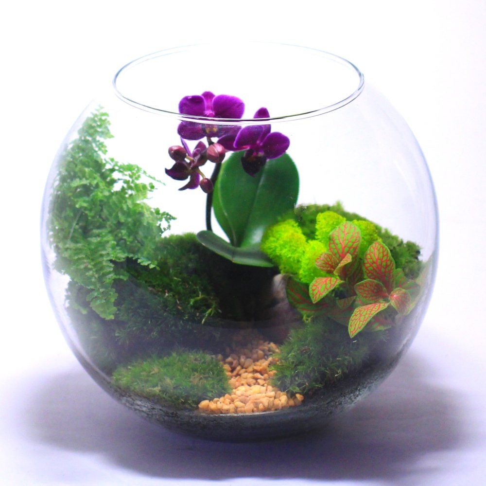 Акваскейп в круглом аквариуме