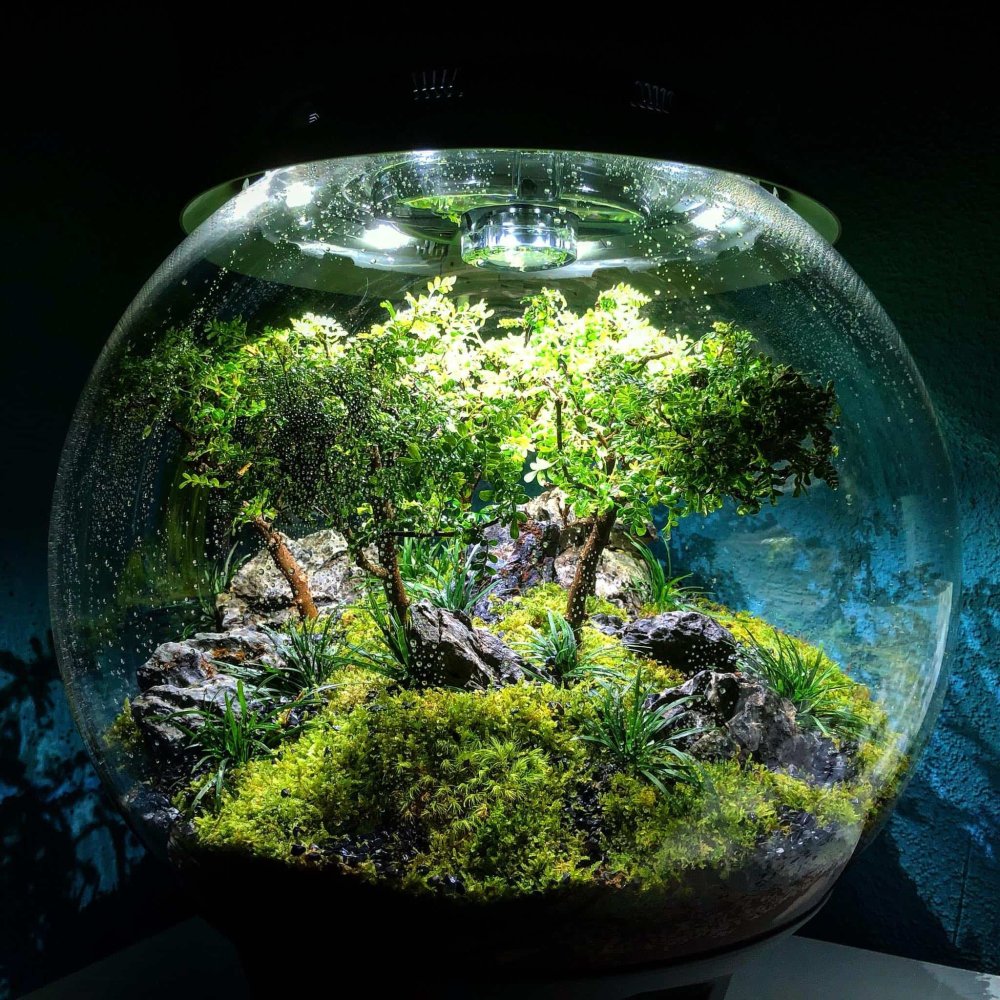Аквадизайн аквариума круглого