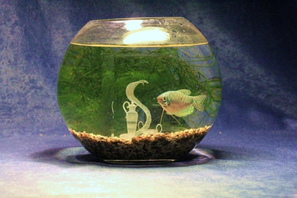 Суккуленты террариум флорариум